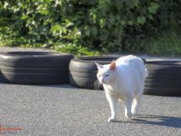 ffo_2025_stadlfest_110